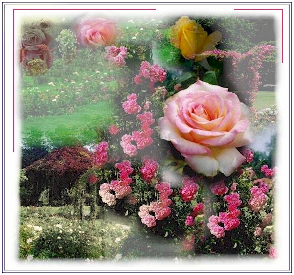 Gambar Mawar Bunga Mawar